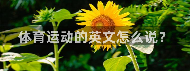 J9官网下载招商：体育运动的英文怎么说？